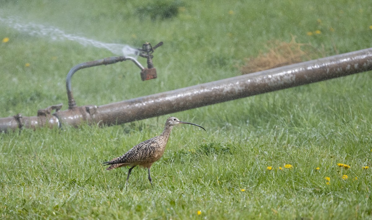 Long-billed Curlew - Ian Routley