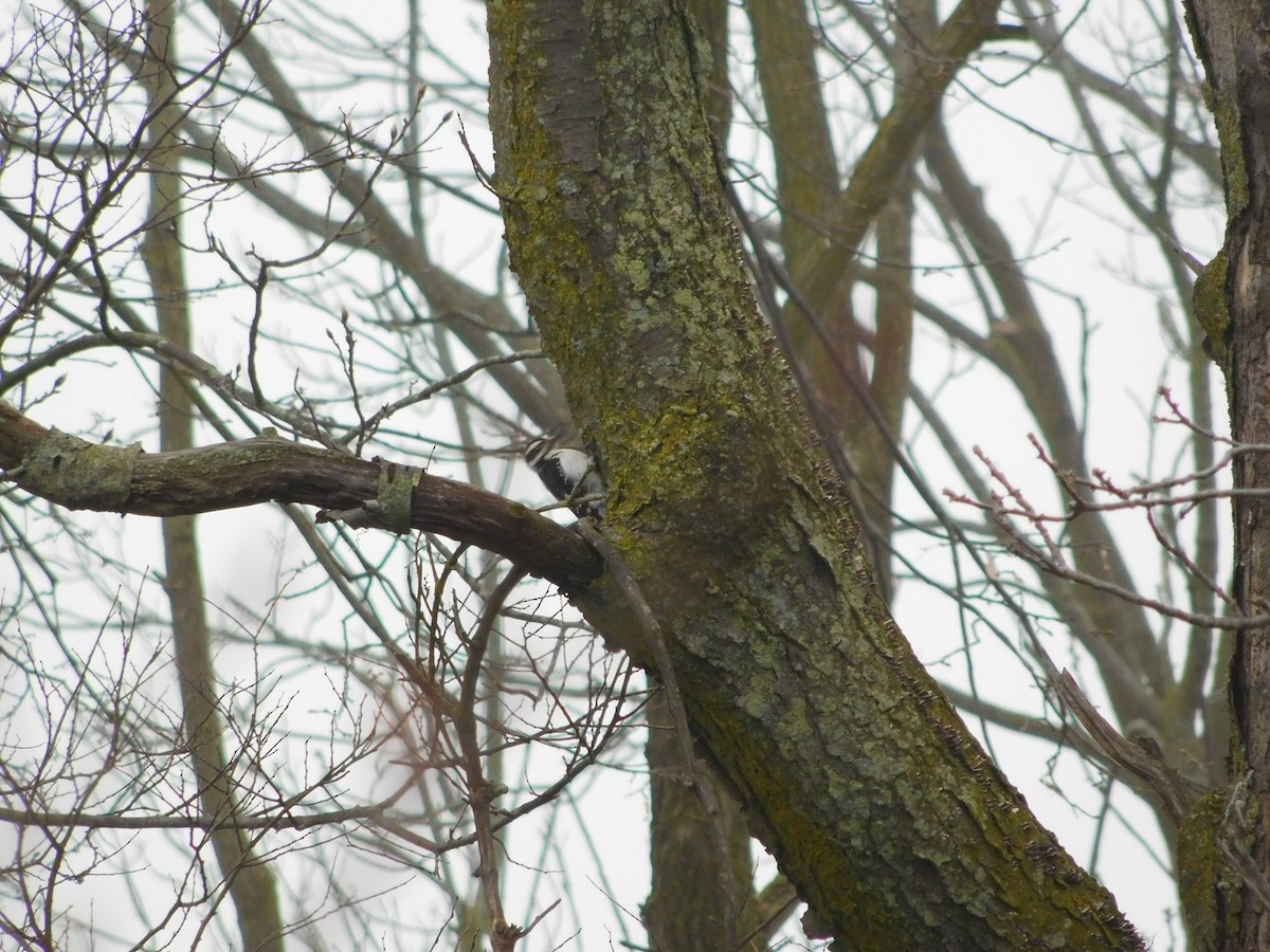 Hairy Woodpecker - Abby Ciona