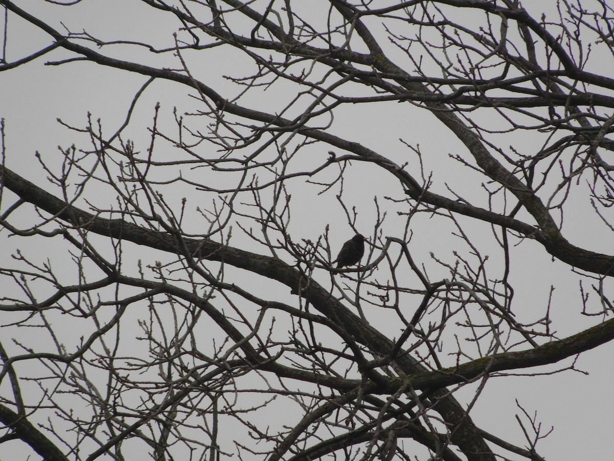 European Starling - ML155960351