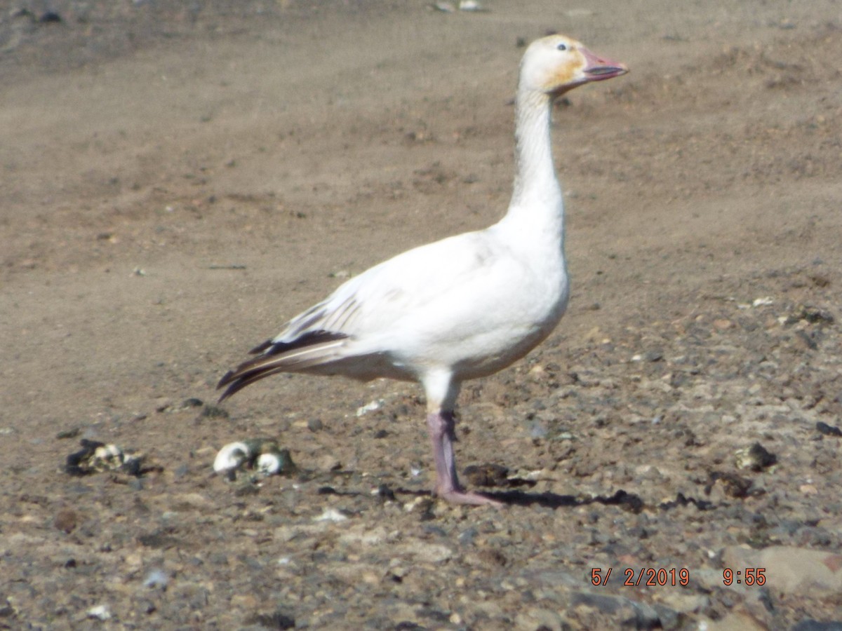 Snow Goose - ML155960491