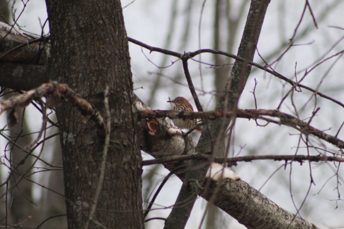 Brown Thrasher - ML155961841