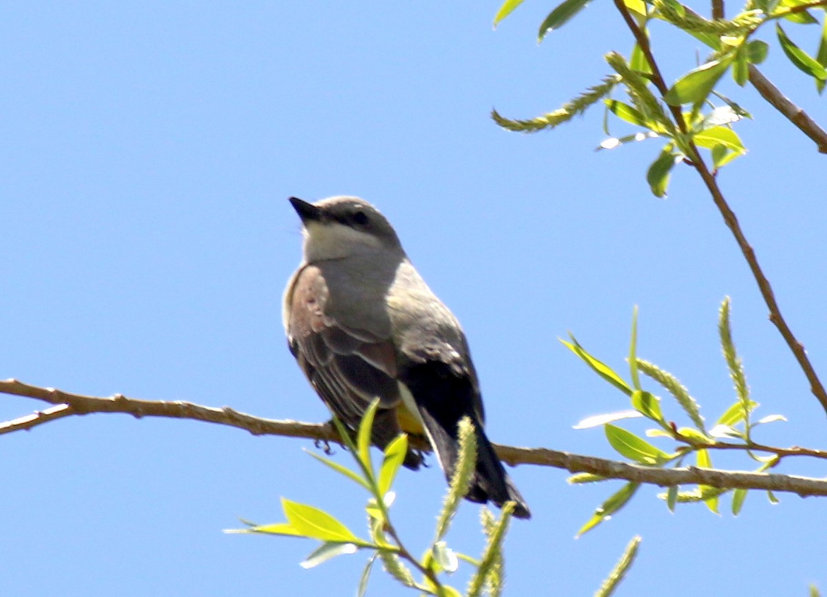 Western Kingbird - ML155962841