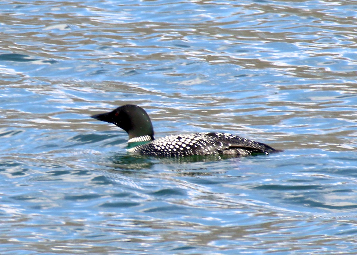 Common Loon - ML155963031