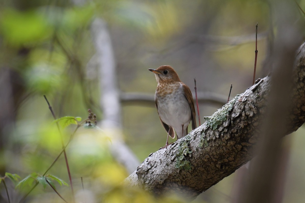 Veery - ML155964351