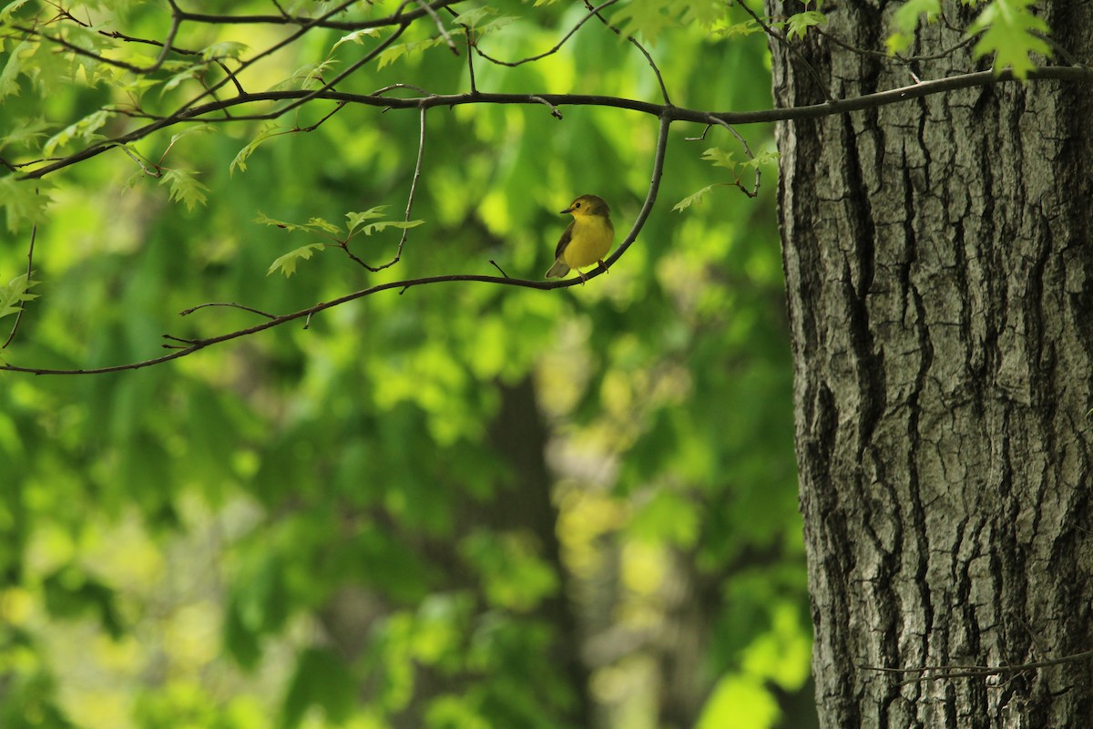 Hooded Warbler - ML155965421