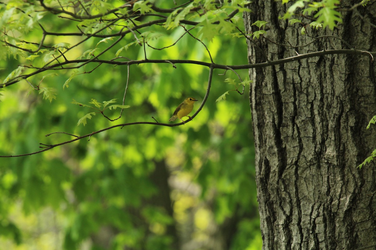 Hooded Warbler - ML155965631