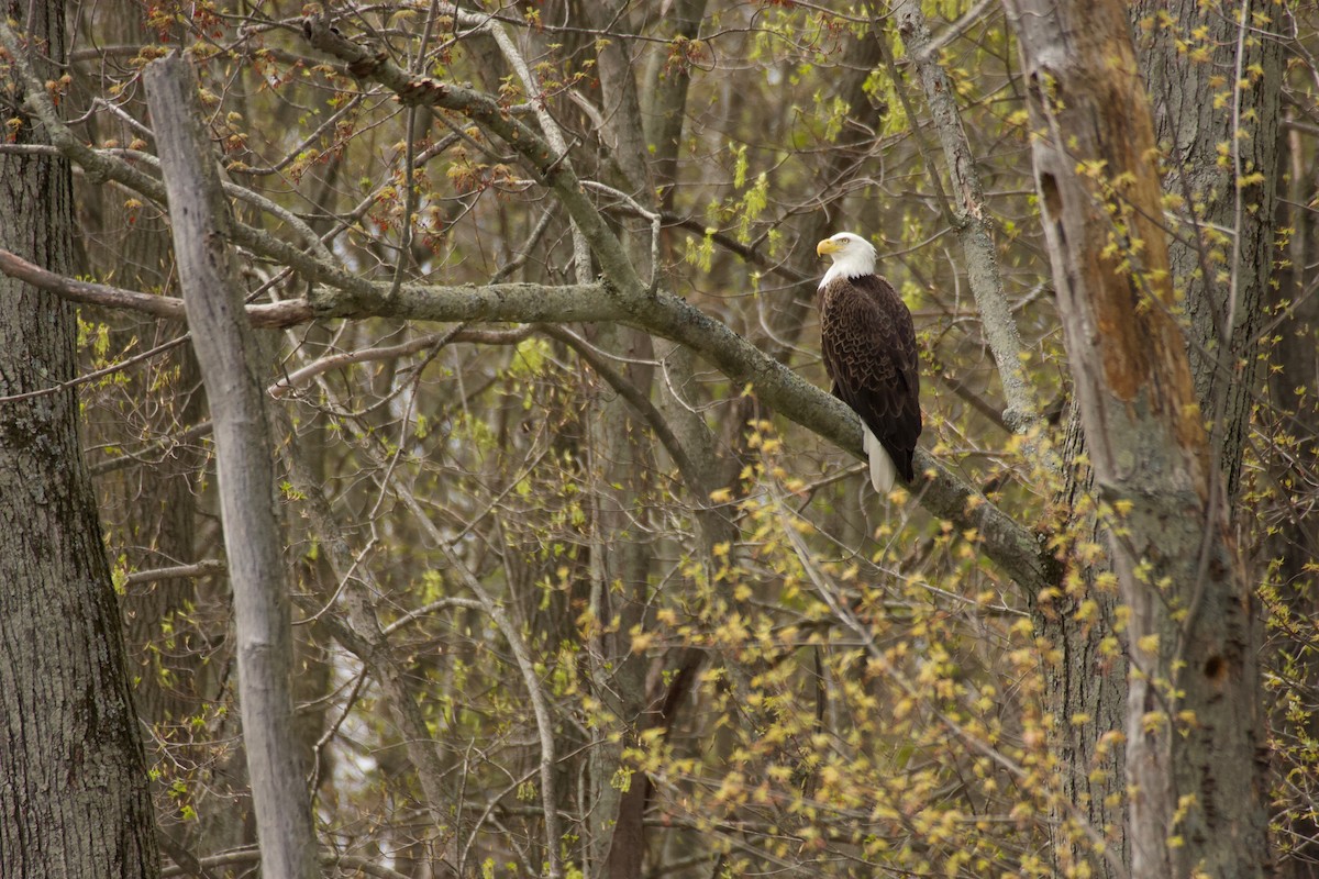 Bald Eagle - ML155965661