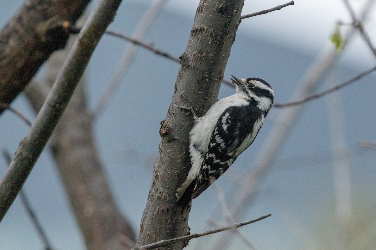 Downy Woodpecker - ML155965901