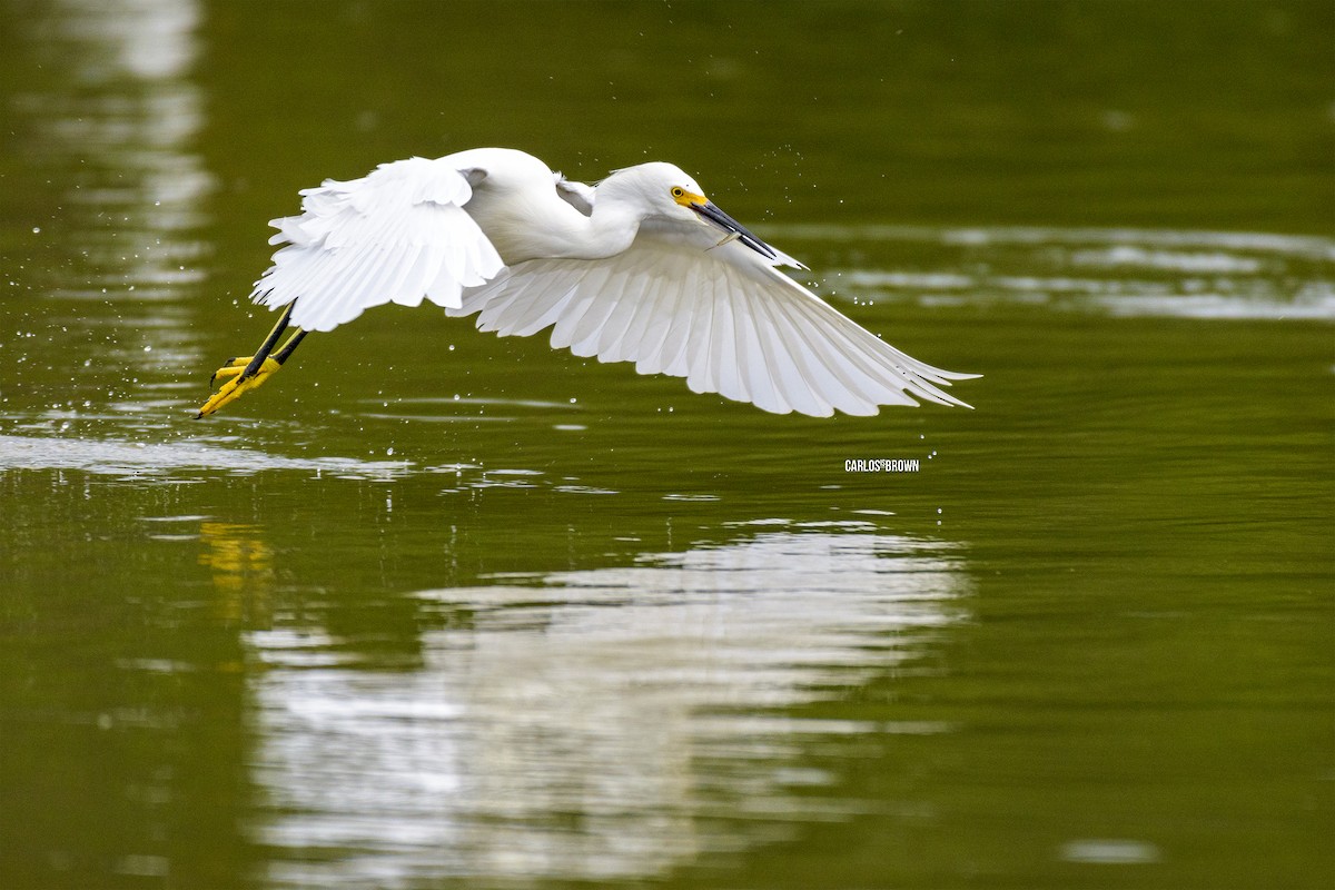 Snowy Egret - ML155966021