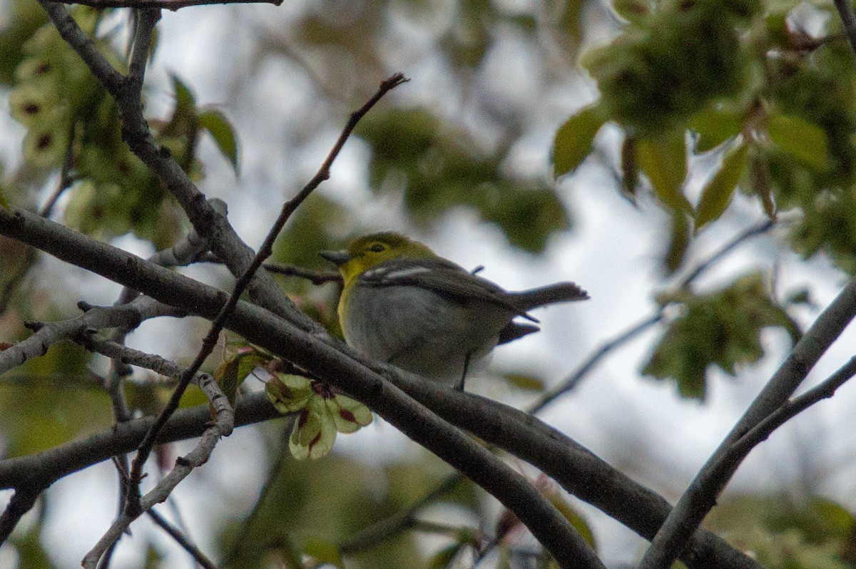 Vireo Gorjiamarillo - ML155966081