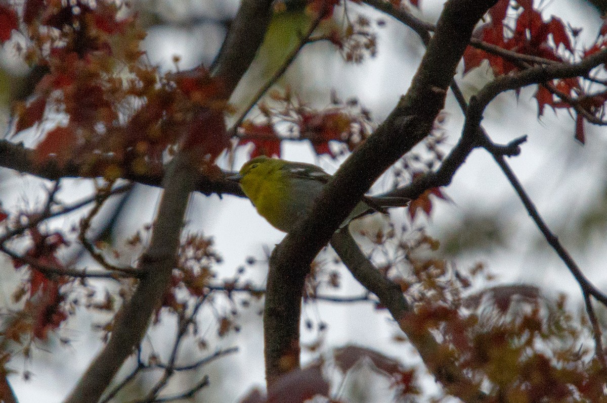 Yellow-throated Vireo - ML155966091