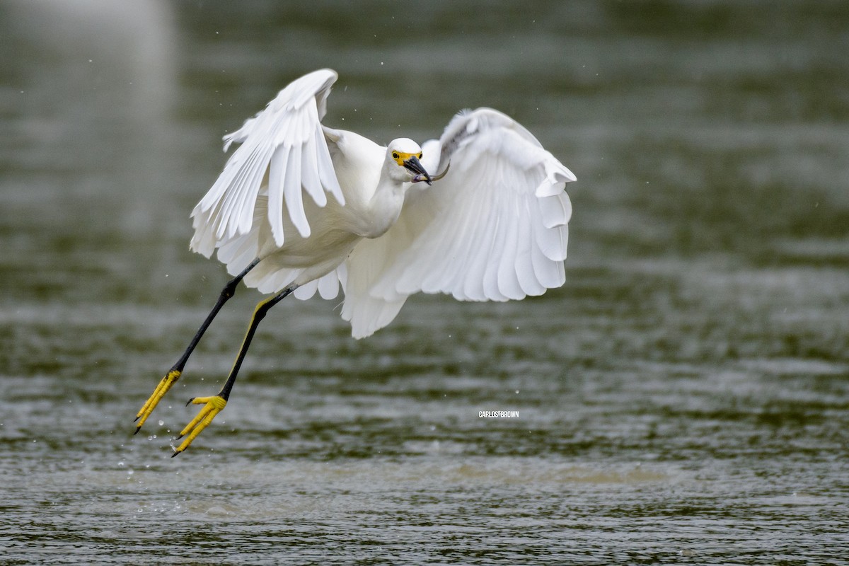 Snowy Egret - Carlos García