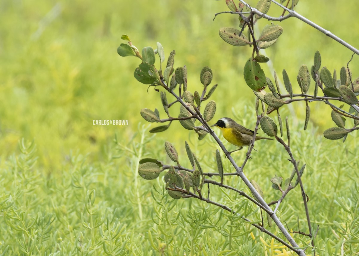 Common Yellowthroat - ML155966211