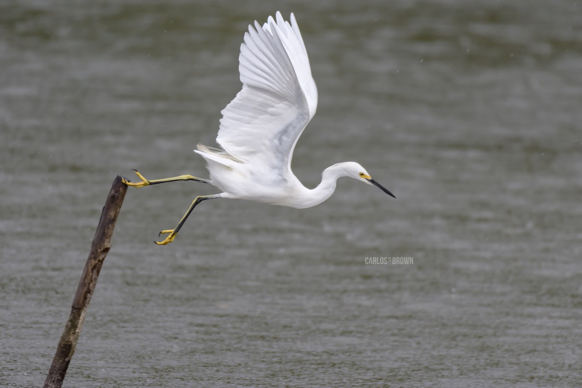 Snowy Egret - Carlos García