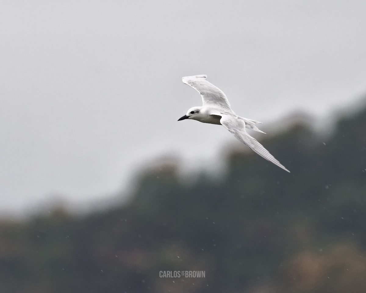 Gull-billed Tern - ML155966271