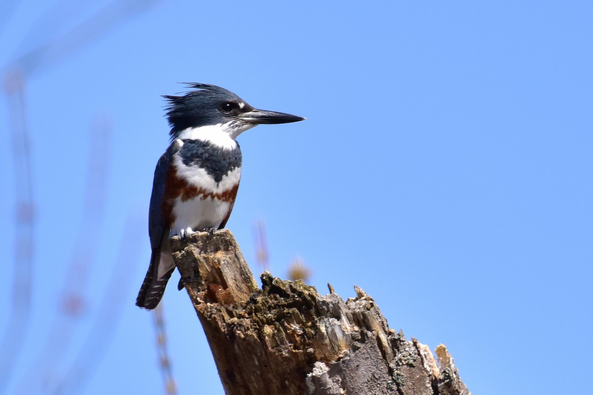 Belted Kingfisher - ML155966311