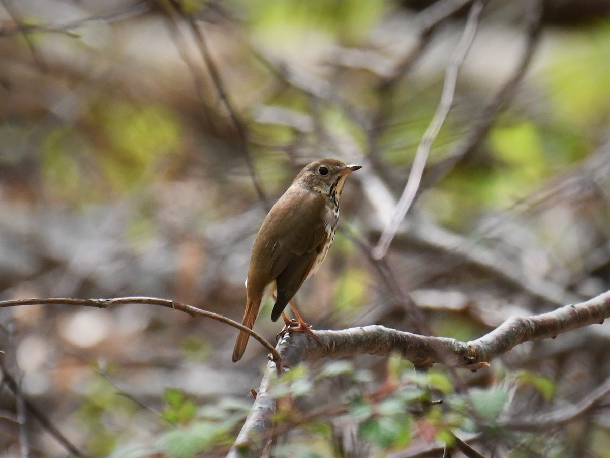 Hermit Thrush - ML155966531