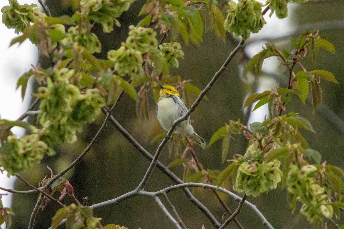 Black-throated Green Warbler - Michael Mulqueen