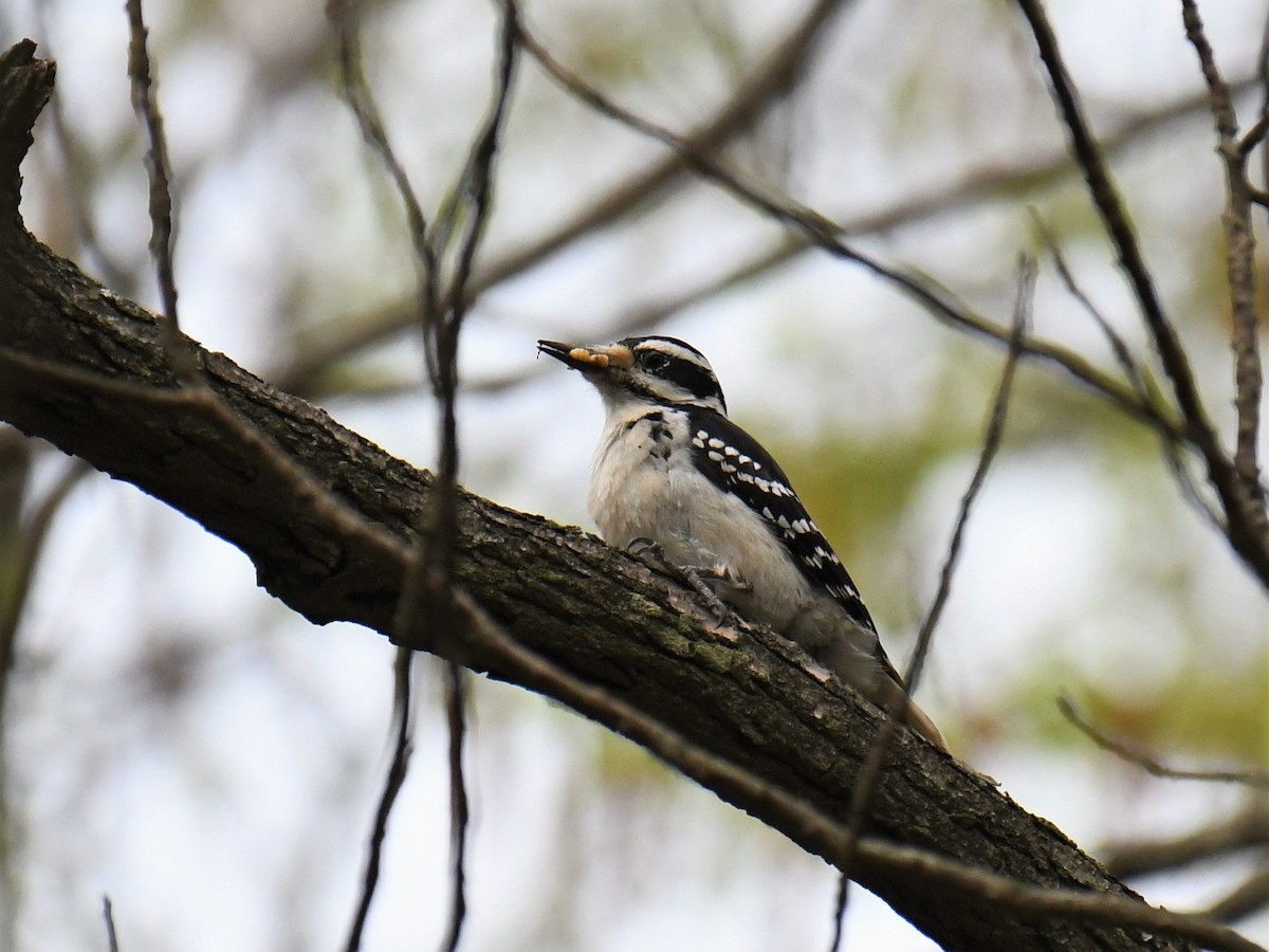 Hairy Woodpecker - ML155966701