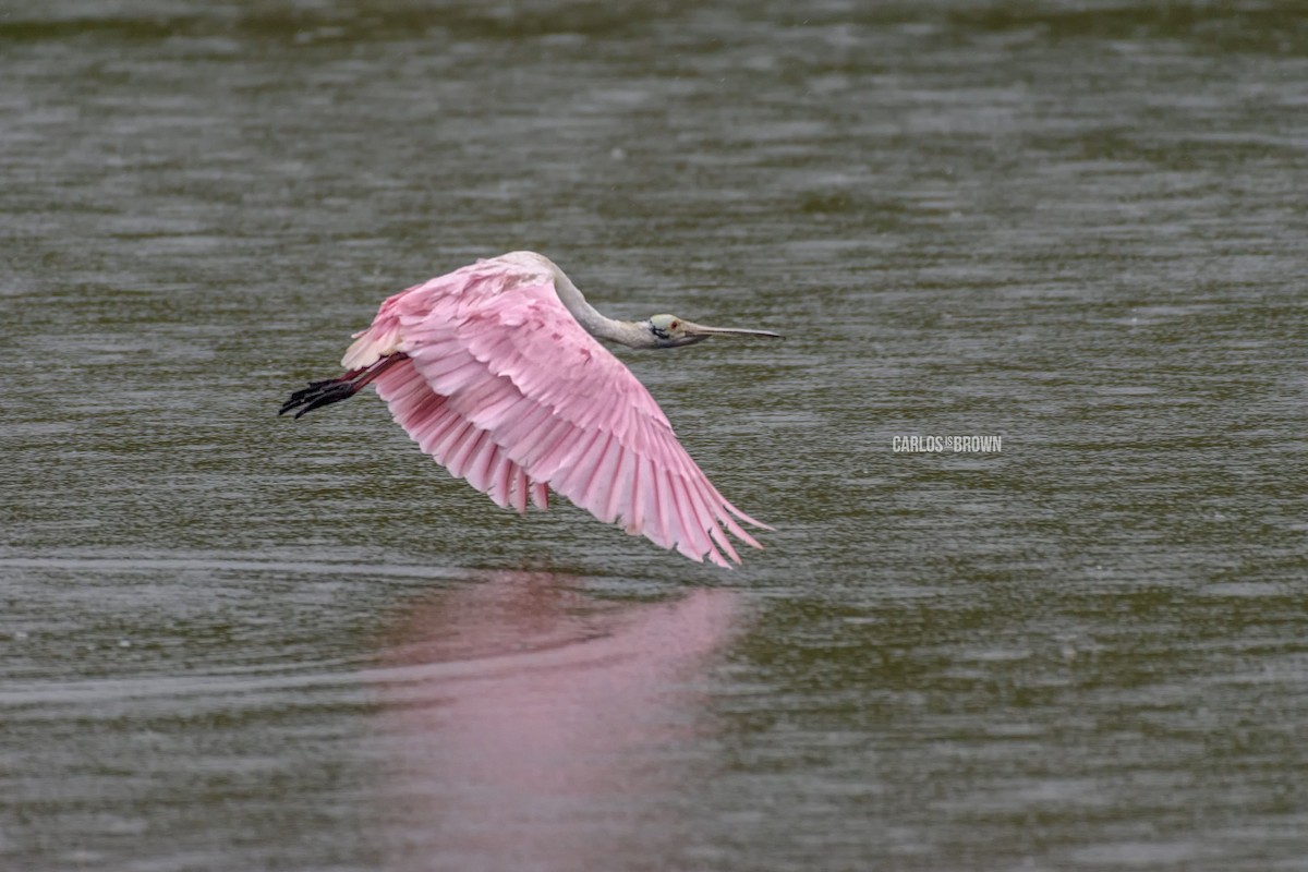 Roseate Spoonbill - Carlos García