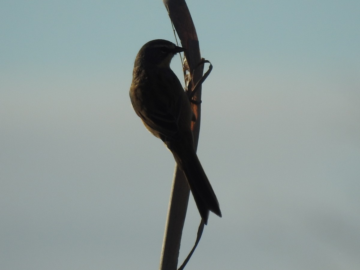 Long-tailed Reed Finch - ML155968721