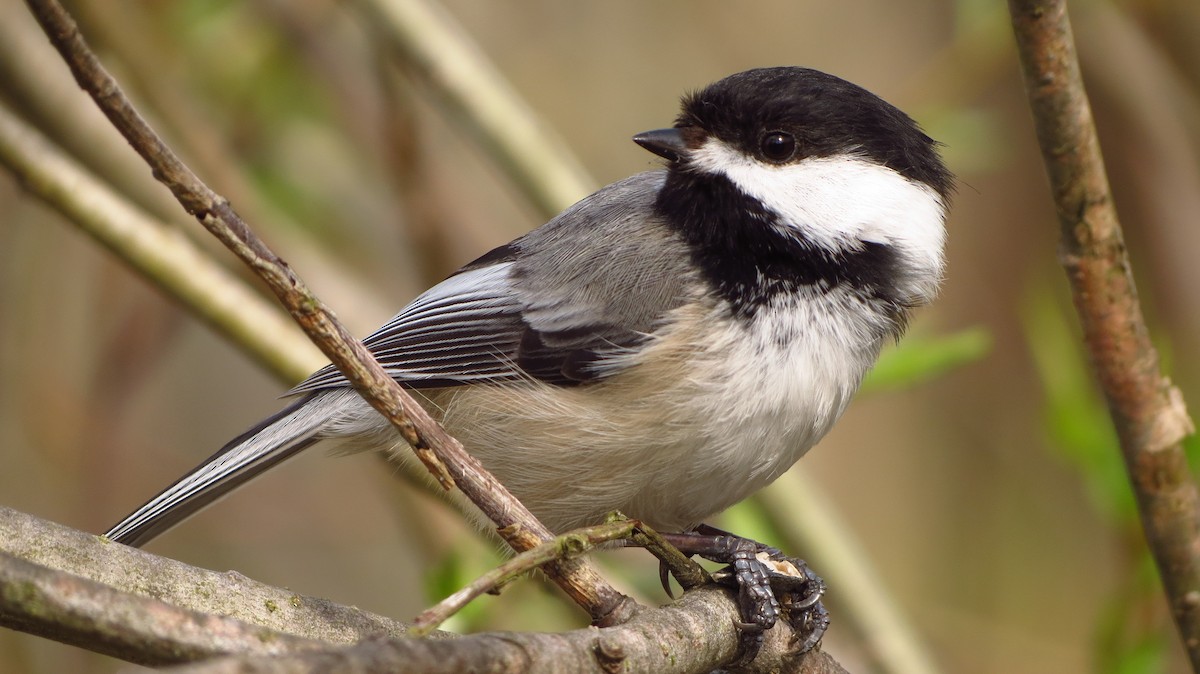 Black-capped Chickadee - G & B