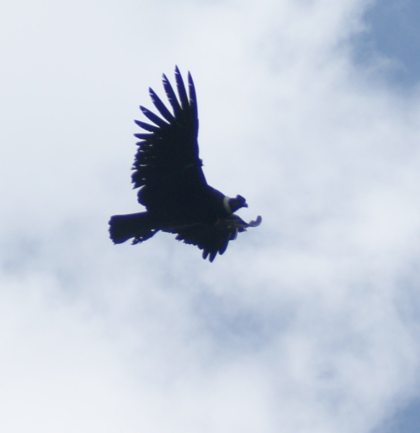 Andean Condor - ML155972661