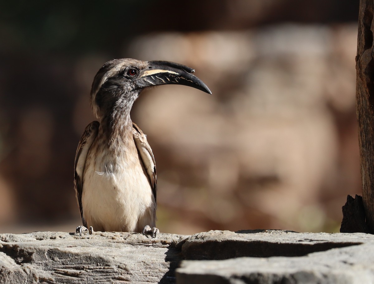 African Gray Hornbill - ML155973581