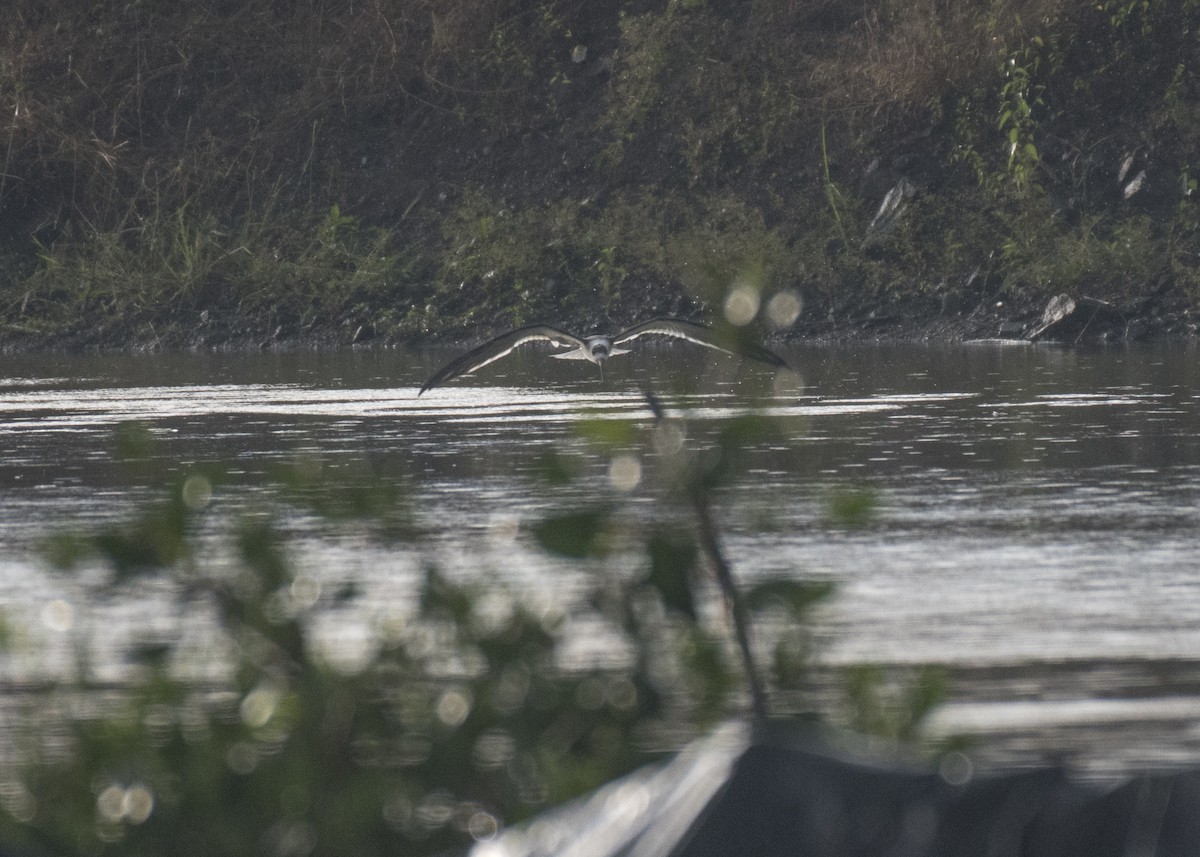 Black Skimmer - ML155974411