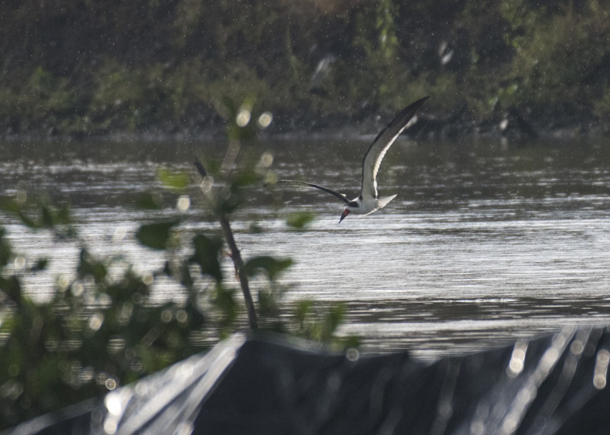 Black Skimmer - ML155974421