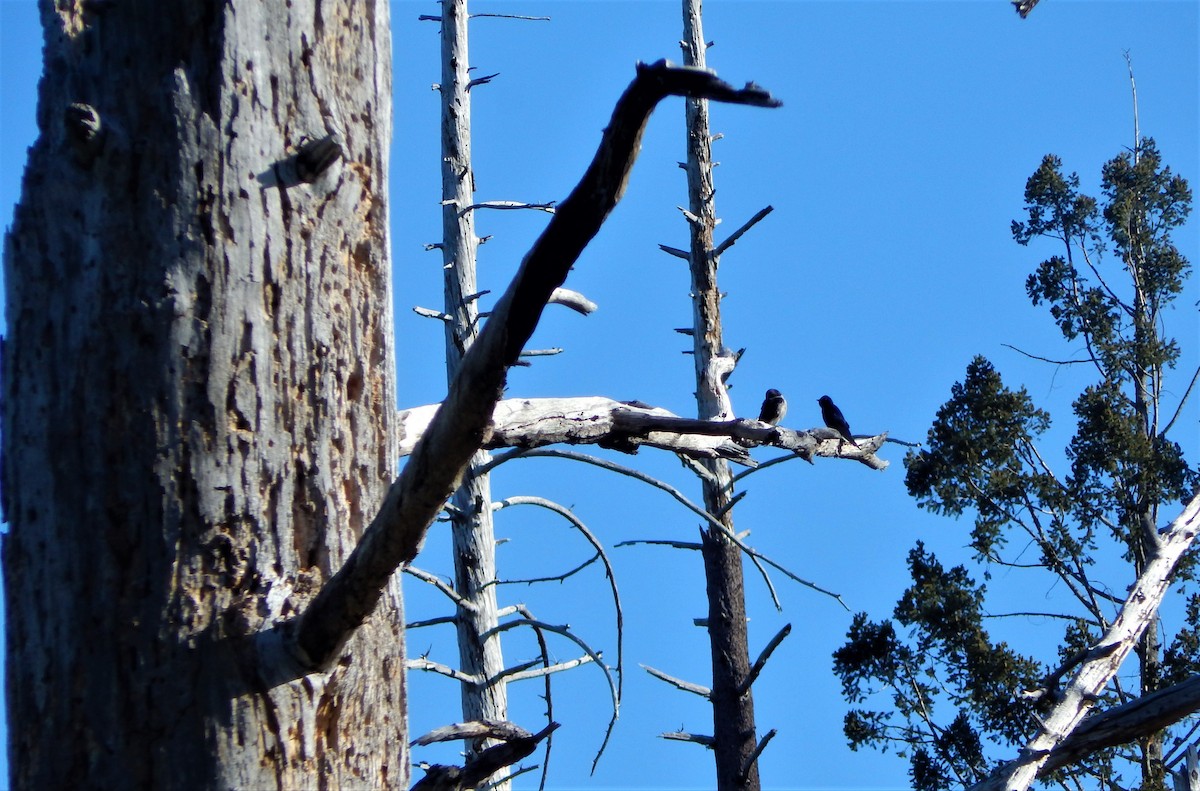 Purple Martin - ML155974451