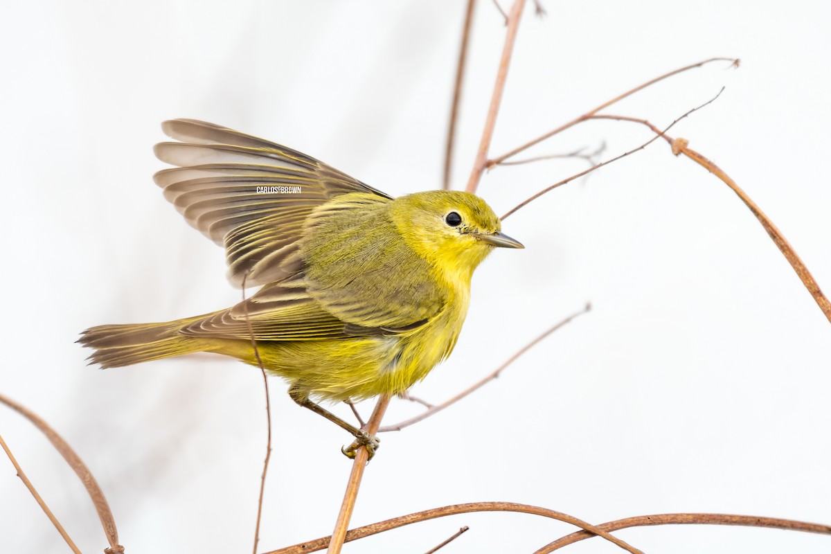 Northern/Mangrove Yellow Warbler - ML155974641