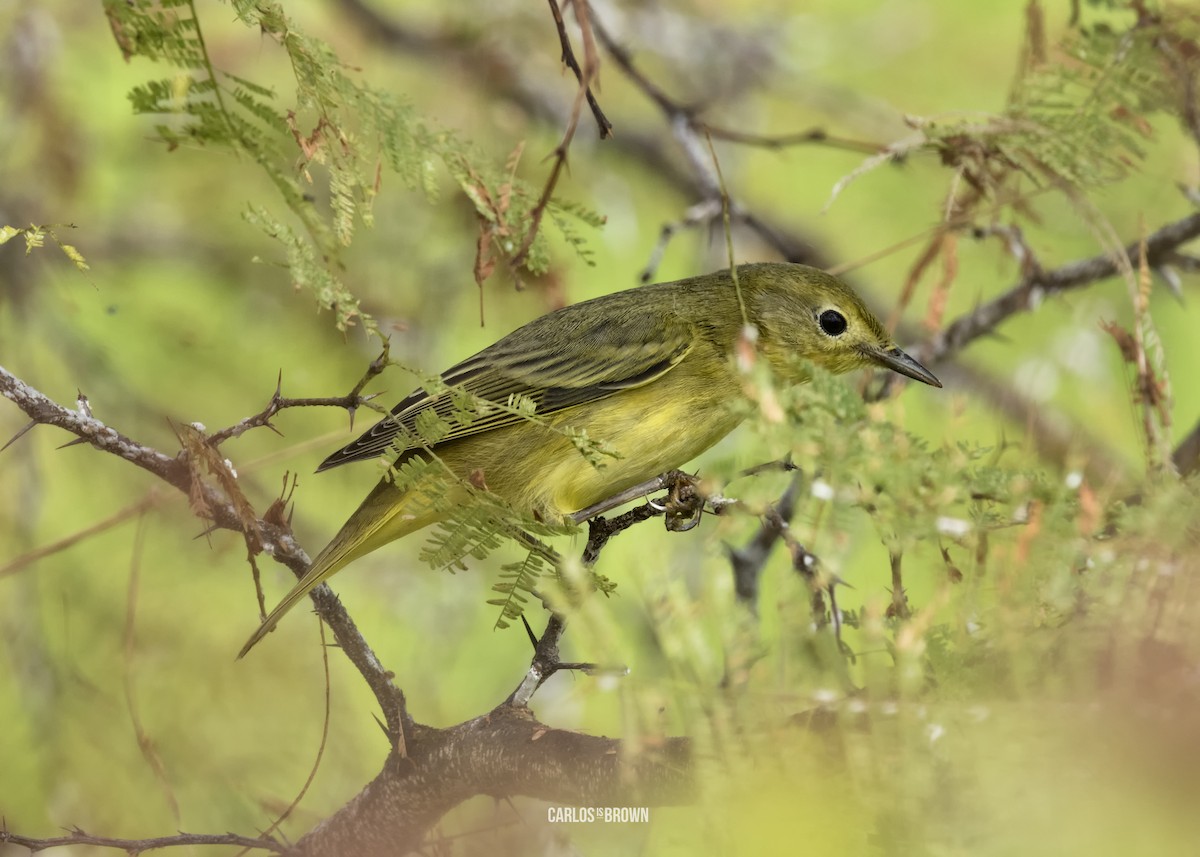 Northern/Mangrove Yellow Warbler - ML155974771
