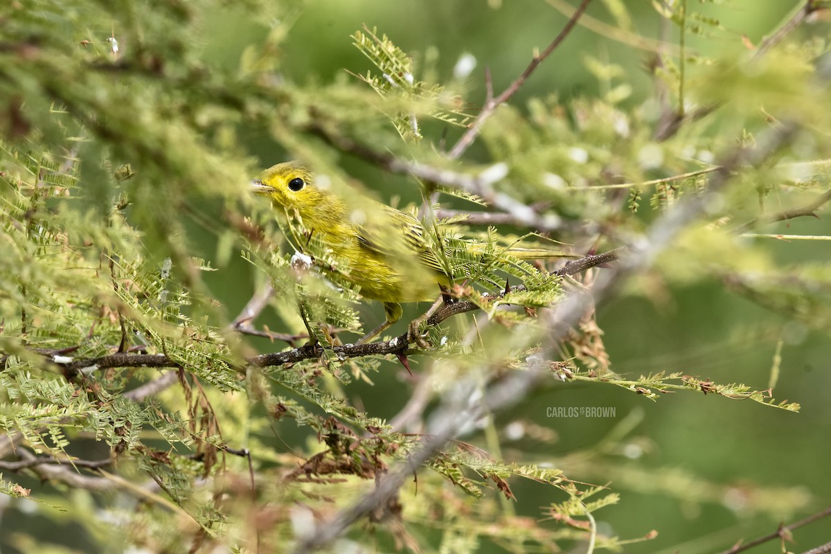 Northern/Mangrove Yellow Warbler - ML155974891