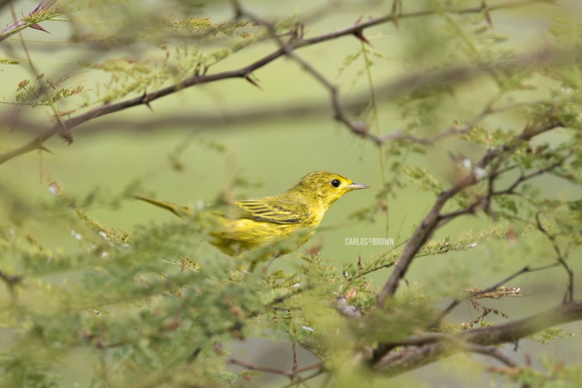 Northern/Mangrove Yellow Warbler - ML155975011