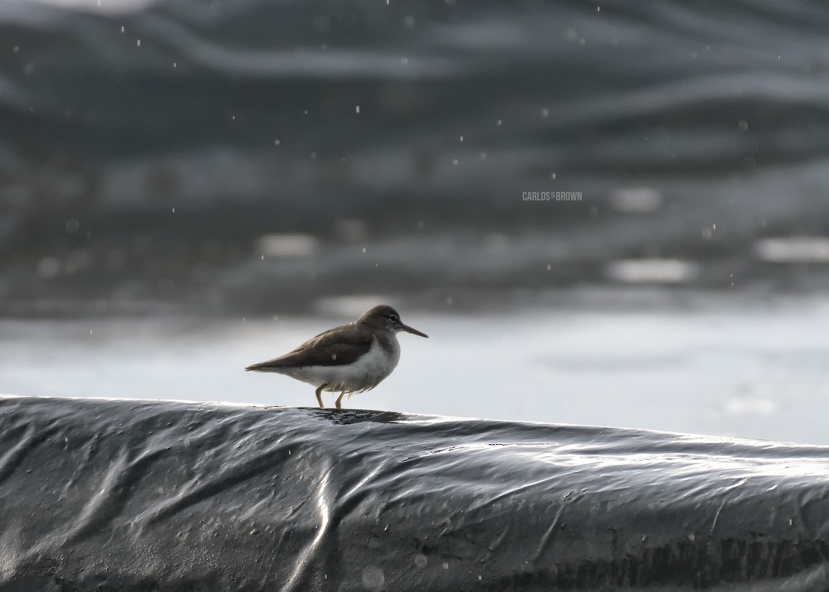 Spotted Sandpiper - ML155975251