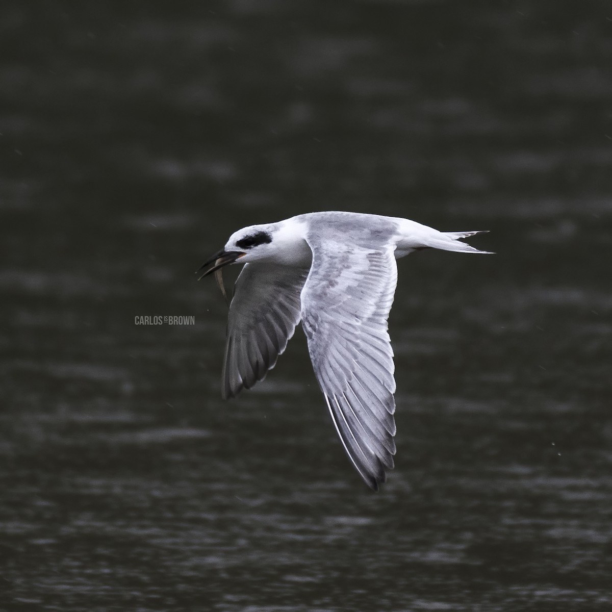 Forster's Tern - ML155975391