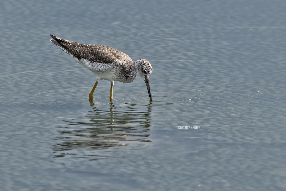 Greater Yellowlegs - ML155975641