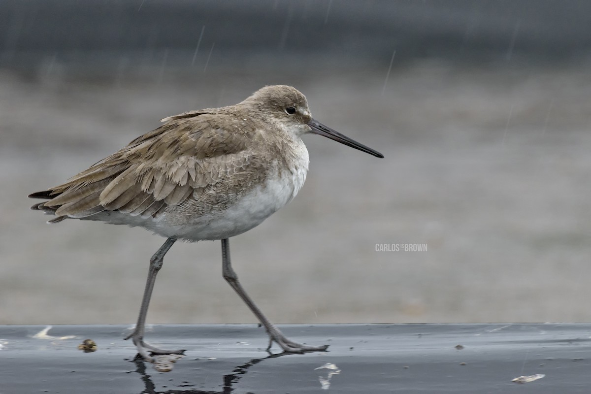 Willet - ML155975971