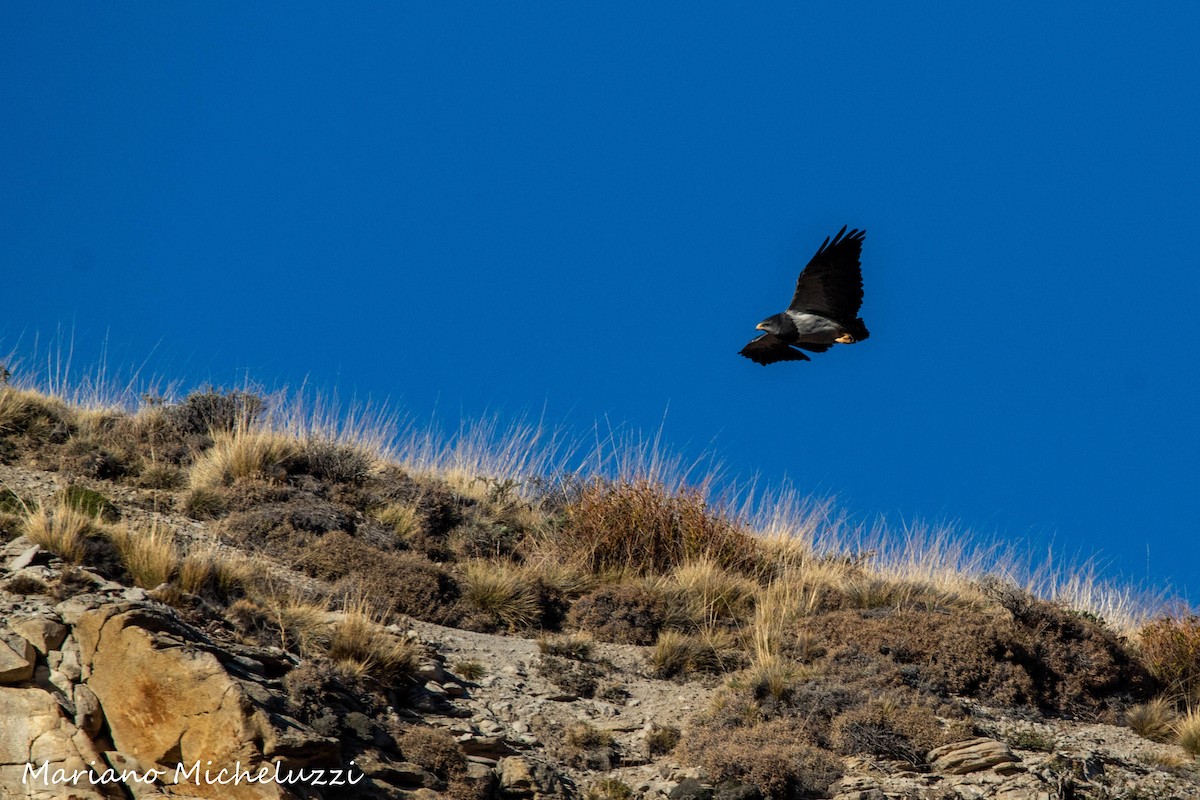 Black-chested Buzzard-Eagle - COA El Calafate