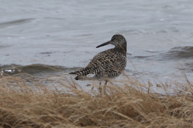 Willet - Ken McKenna