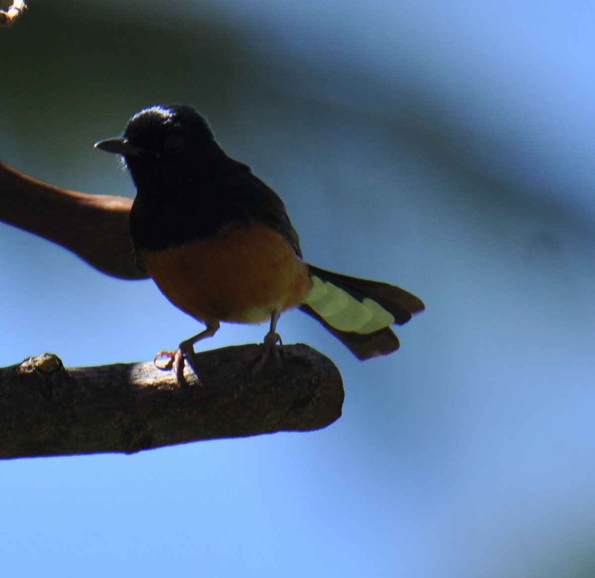 White-rumped Shama - ML155979131