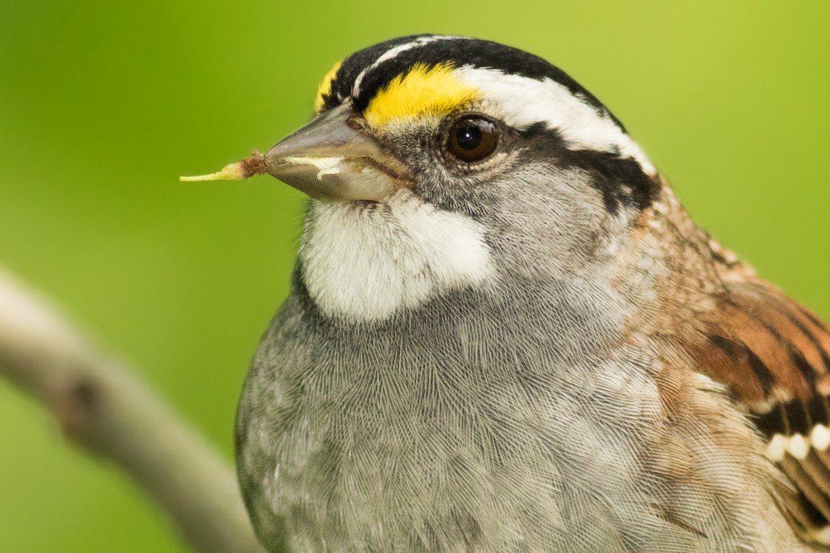 ノドジロシトド - ML155981661