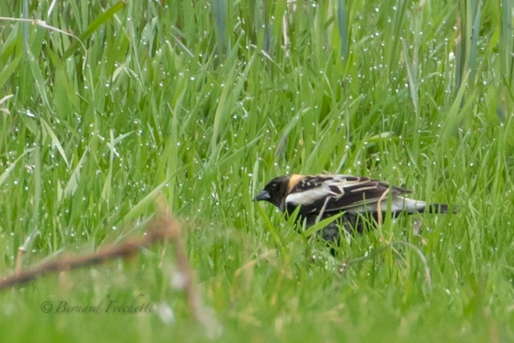 bobolink americký - ML155981791