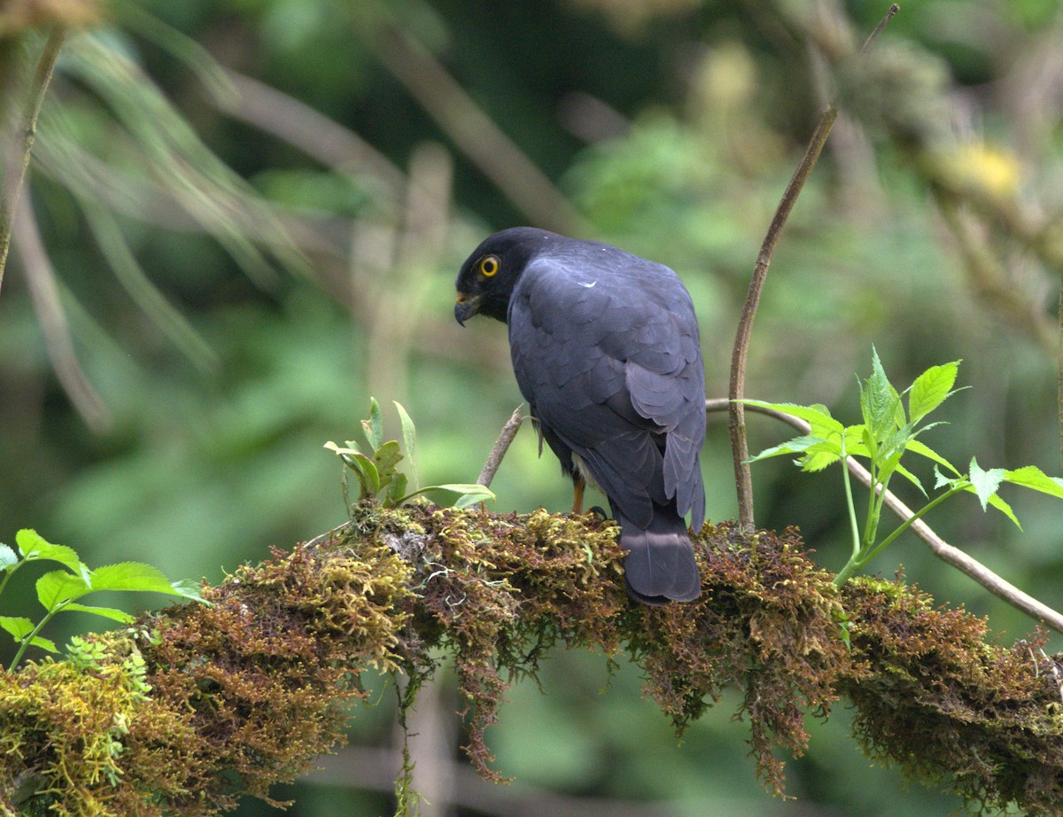 White-rumped Hawk - ML155982271