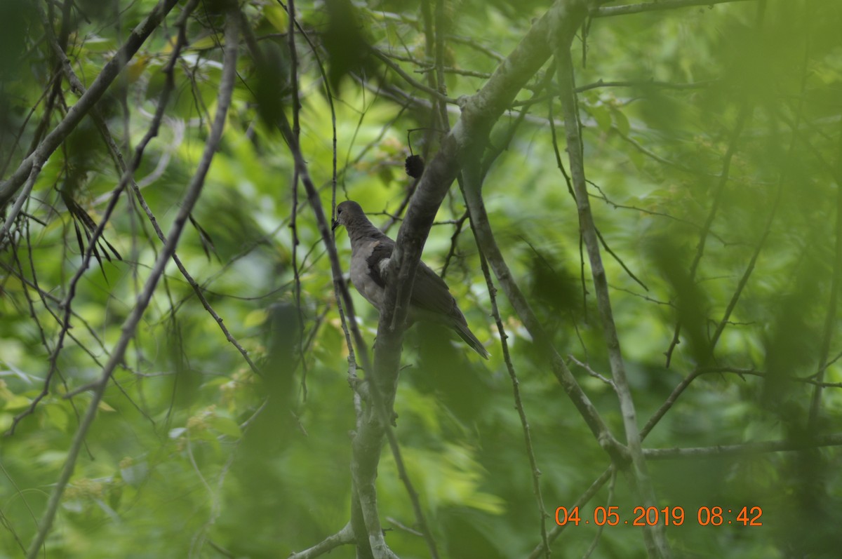 White-tipped Dove - ML155982591