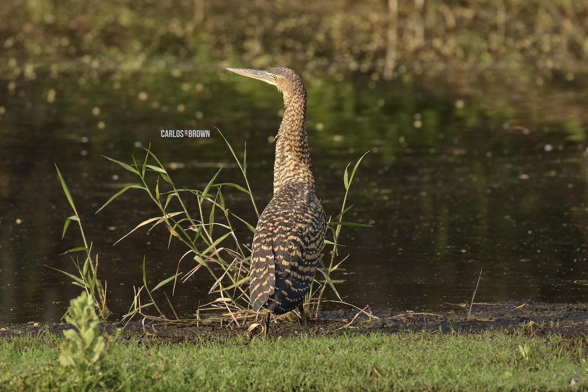 Bare-throated Tiger-Heron - ML155983141