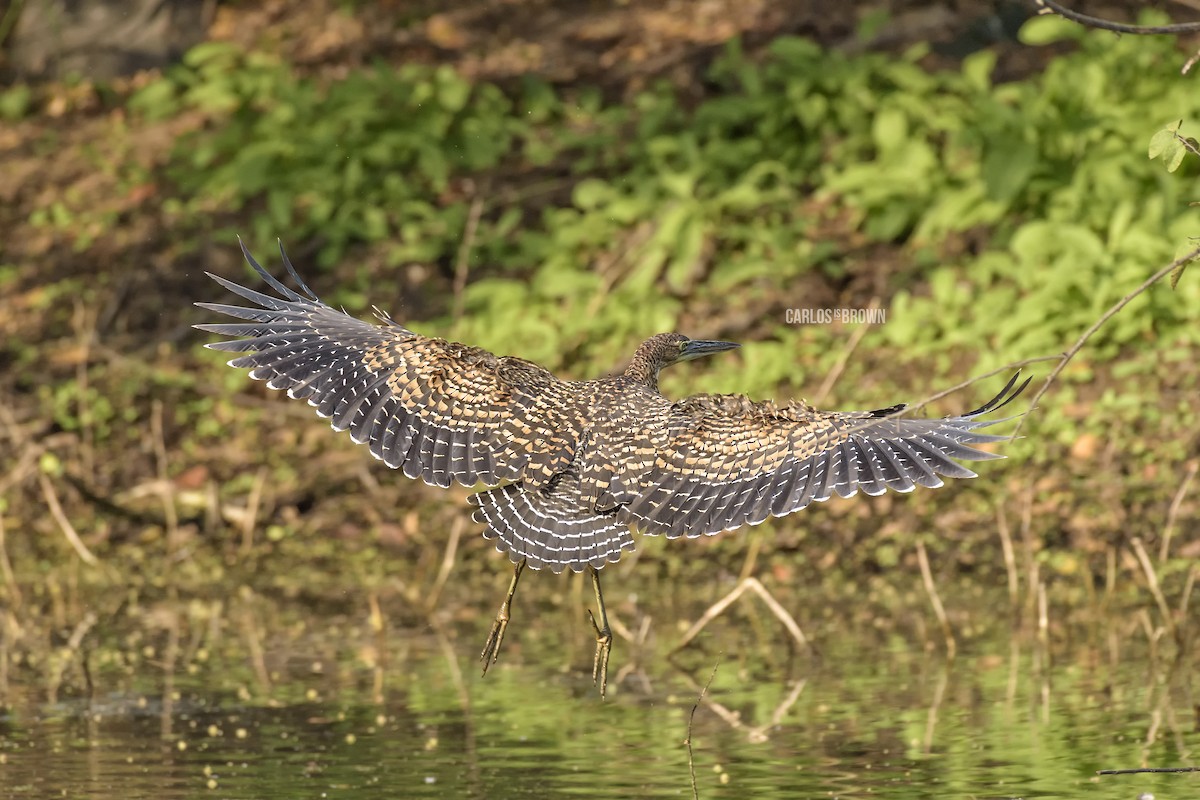 Bare-throated Tiger-Heron - ML155983151