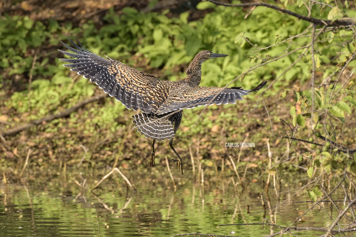 Bare-throated Tiger-Heron - ML155983211