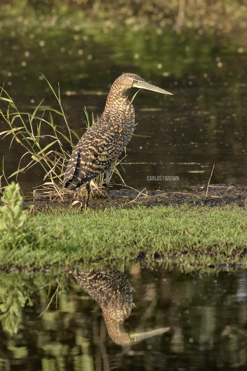 Bare-throated Tiger-Heron - ML155983231